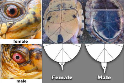How to Tell the Gender of a Turtle
